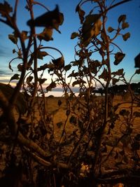 Low angle view of tree against sky