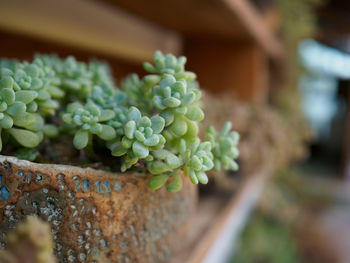 Close-up of potted plant