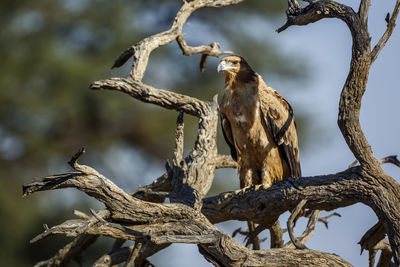 Tawny Eagle