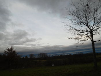 Trees on field against sky