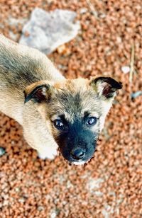 Portrait of dog on field