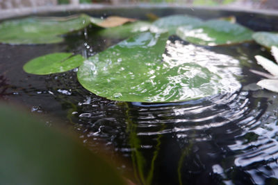 High angle view of food in water