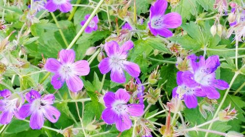 Close-up of purple flowers