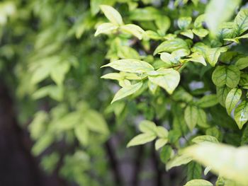 Close-up of green leaves