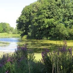 Scenic view of lake by trees against sky