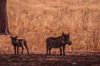 Warthogs in field 