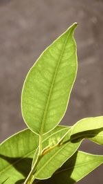 leaf