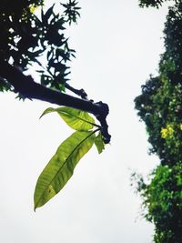 Low angle view of butterfly on leaves against sky