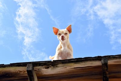 Close-up of dog