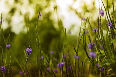 Close-up of purple flowering plants on field