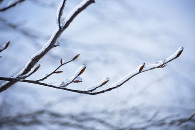 Close-up of frozen plant