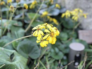 Close-up of yellow flowering plant