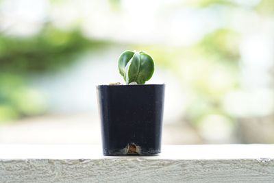 Close-up of succulent plant on table