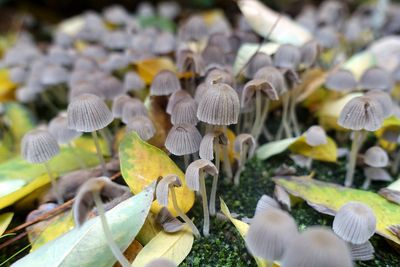 Close-up of mushrooms growing on field