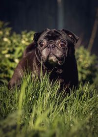 Portrait of dog on grass