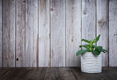 Potted plant on table