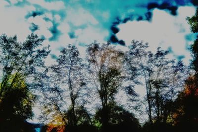 Low angle view of trees against sky