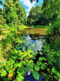 Water lily in lake