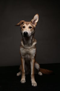 Portrait of dog standing against black background