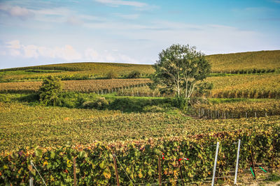 Crops growing on field against sky