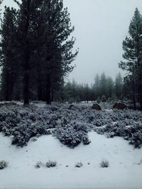 Snow covered trees in forest