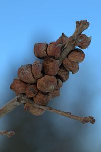 Close-up of dried plant against blue background