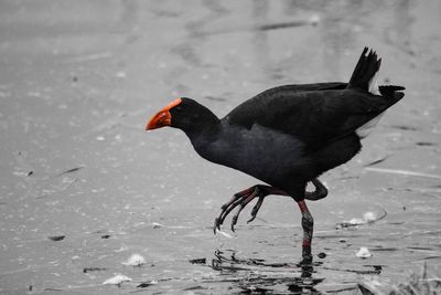 Close-up of bird perching on water