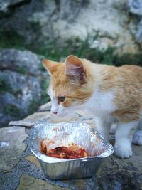 View of a cat eating fish