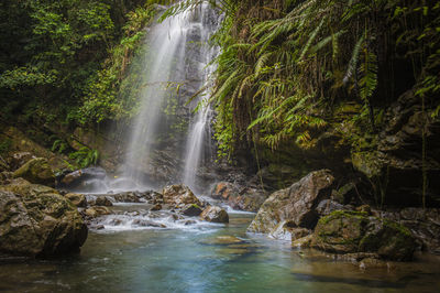 Scenic view of waterfall in forest