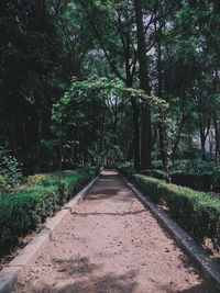 Road amidst trees in forest