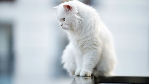 White cat looking away