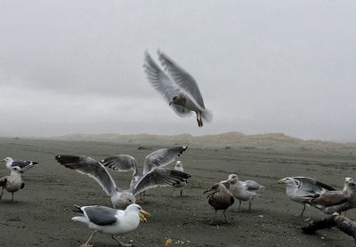 Seagull flying over beach