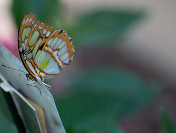 Close-up of butterfly pollinating flower
