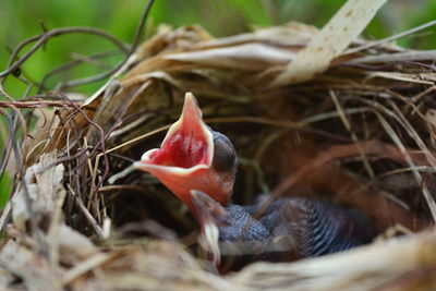 Close-up of red bird