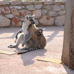 Lion sitting on stone wall