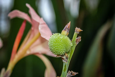 Close-up of flowering plant