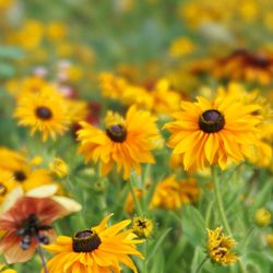 Close-up of honey bee pollinating on yellow flower