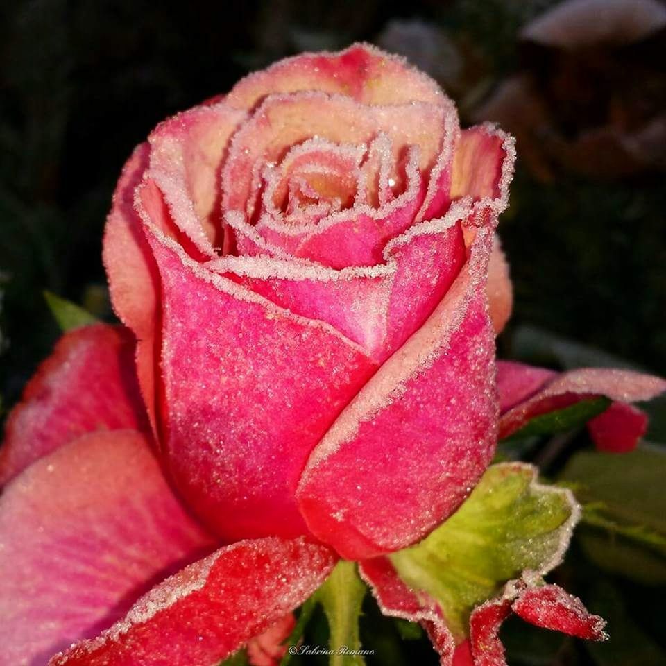 flower, nature, petal, beauty in nature, growth, freshness, fragility, close-up, plant, rose - flower, drop, flower head, no people, pink color, wet, water, outdoors, blooming, day, red