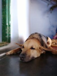 Close-up of a dog resting