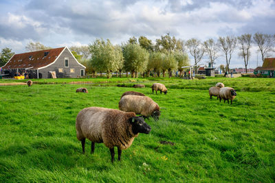 Sheep grazing in a field