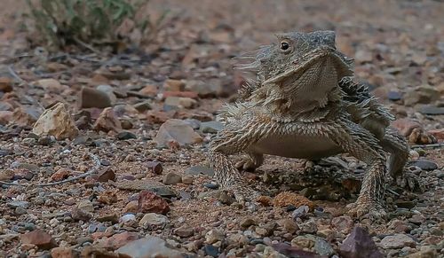 Lizard on rock