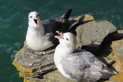 Close-up of seagulls perching on rock against lake