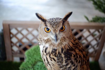 Owl with orange eyes and ear tufts.