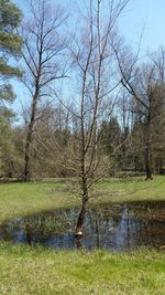 Trees on grassy field