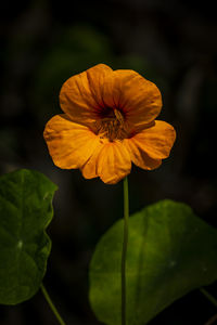 Close-up of yellow flowering plant