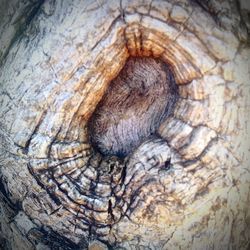 Full frame shot of tree trunk