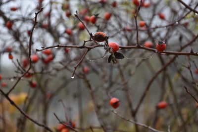 Close-up of red berries on tree