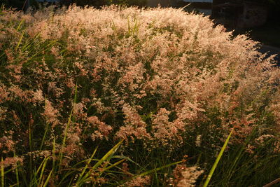 Close-up of plants growing on field