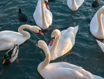 High angle view of swans swimming in lake