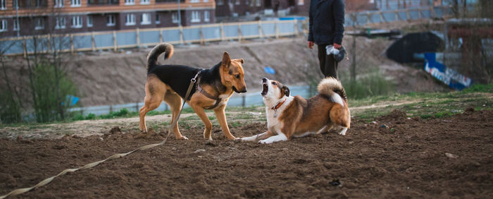 Dogs on a land